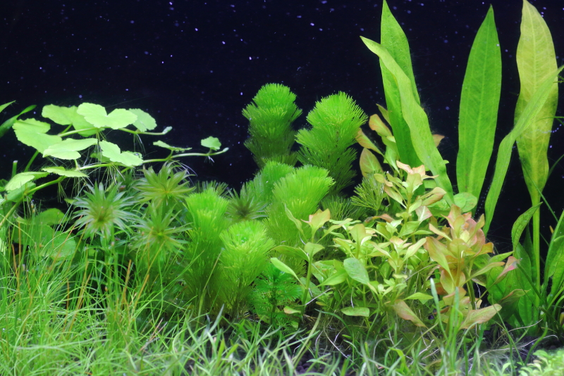 植栽から23日目（トリミングから10日目）　カボンバ
